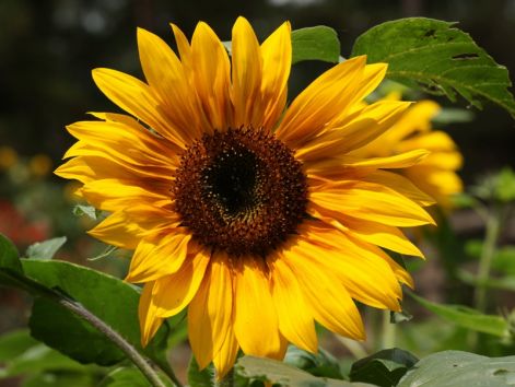 beautiful_sunflower-dsc01171-a1-wp.jpg