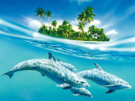 blue_dolphins.jpg