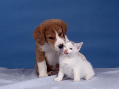 kitten_and_puppy.jpg