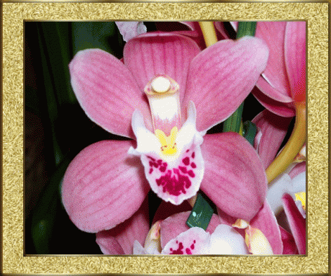 orchidee1.gif