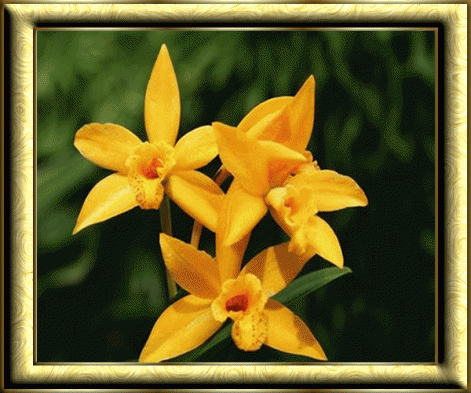 orchidee2.gif