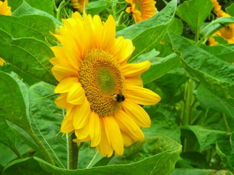 sunflower__208.jpg