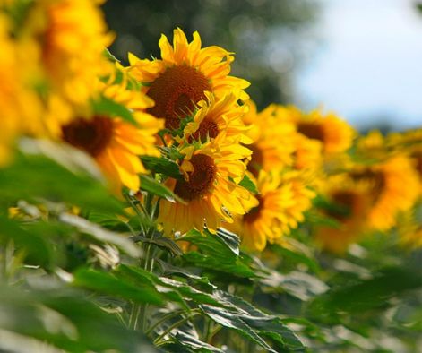 sunflower__209.jpg